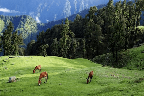 Chopta-Tungnath Winter Trek 2026 | Complete Travel & Survival Guide