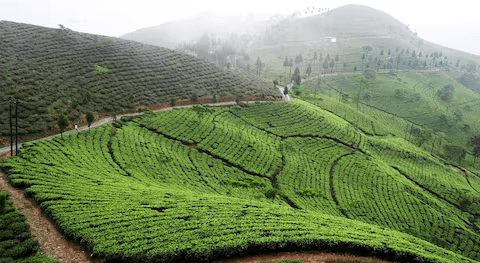 The Ultimate Darjeeling Travel Guide | 3-Day Itinerary & Budget