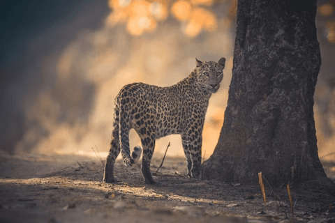 Kanha National Park Safari Guide: Routes, Resorts & Online Booking